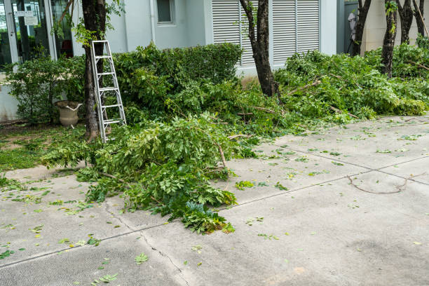 Presidio, TX Tree Removal Company